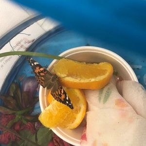 Meet your Posher, Victoria